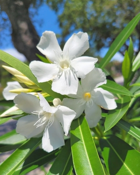 Arali Plant - White