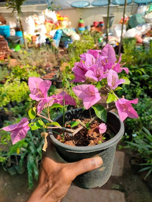 Bougainville Mini - Pink