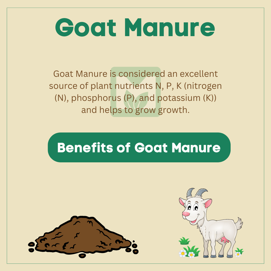 Goat Manure Powder