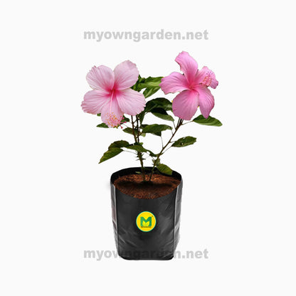 Hibiscus Plant - Pink