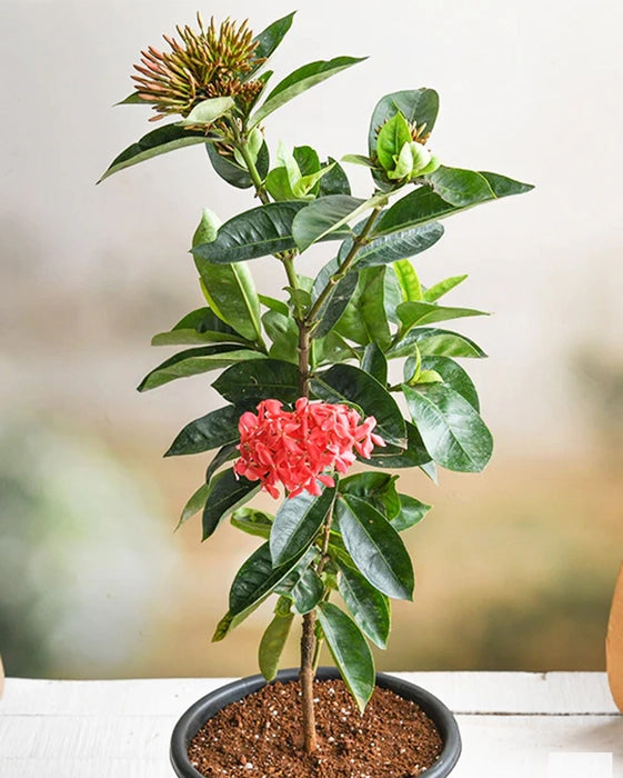 Ixora Plant Long - Red