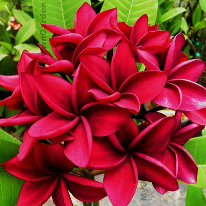 Plumeria Plant - Red Colour