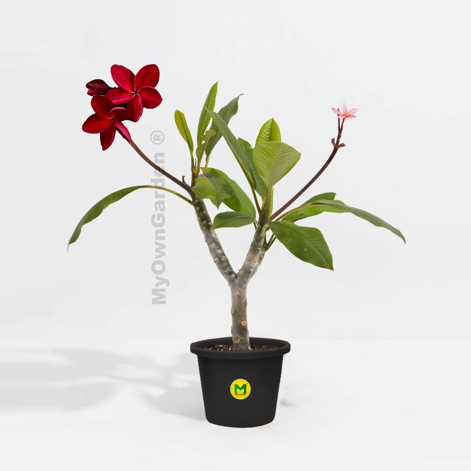 Plumeria Plant - Red Colour