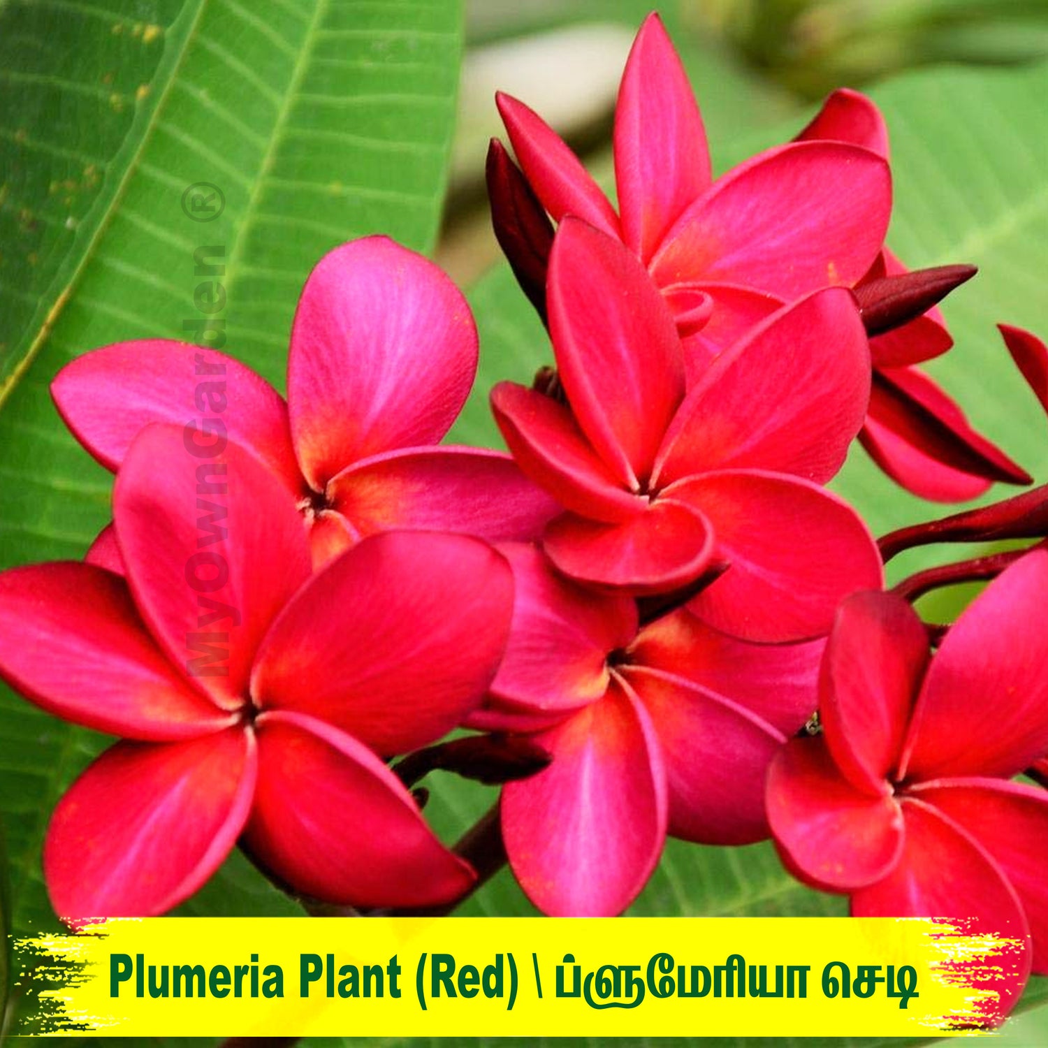 Plumeria Plant - Red Colour