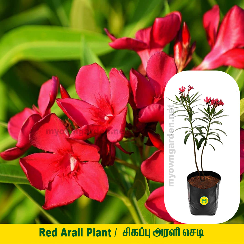 Oleander Plant