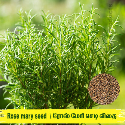 Rose Mary Seed