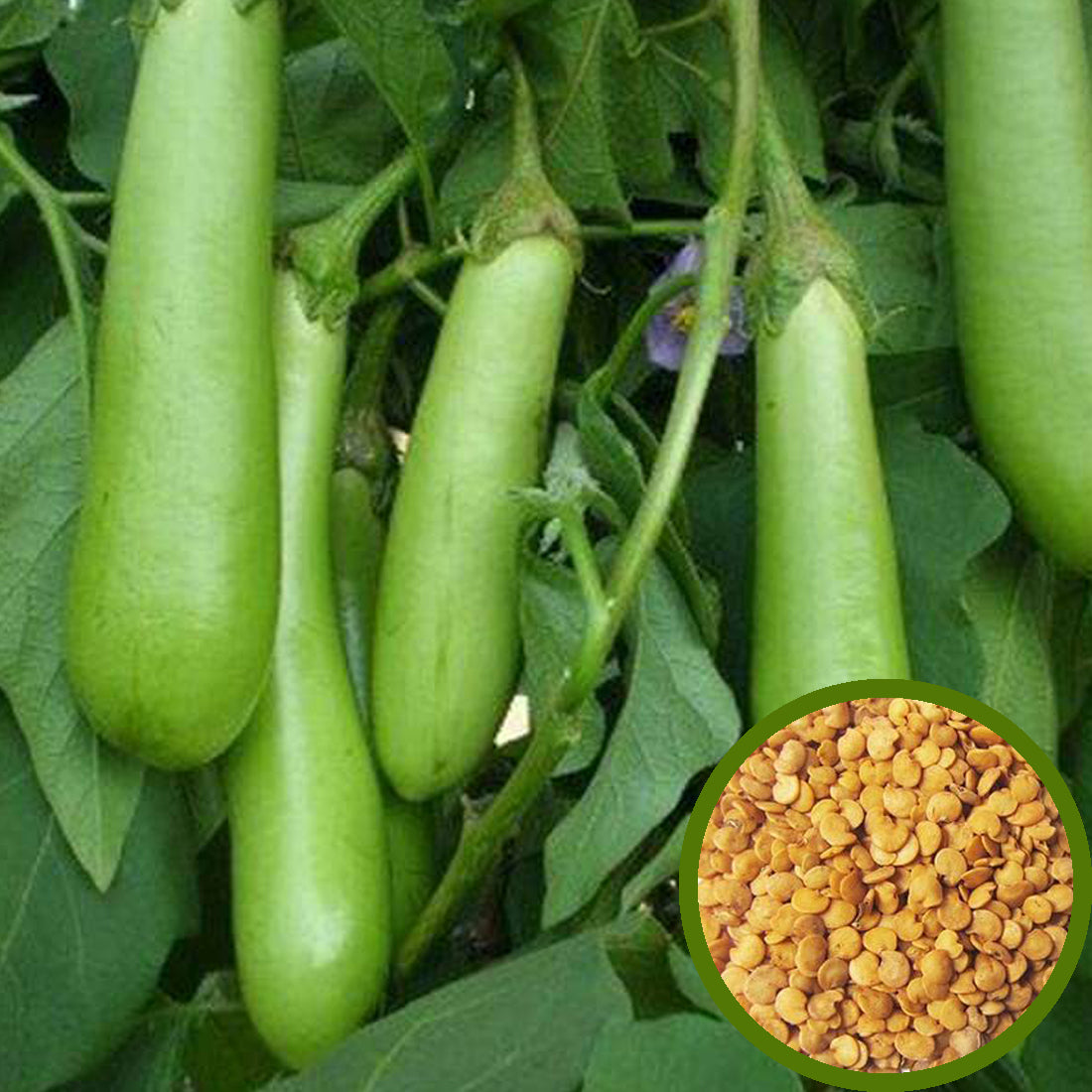 Green Eggplant Seeds - Long