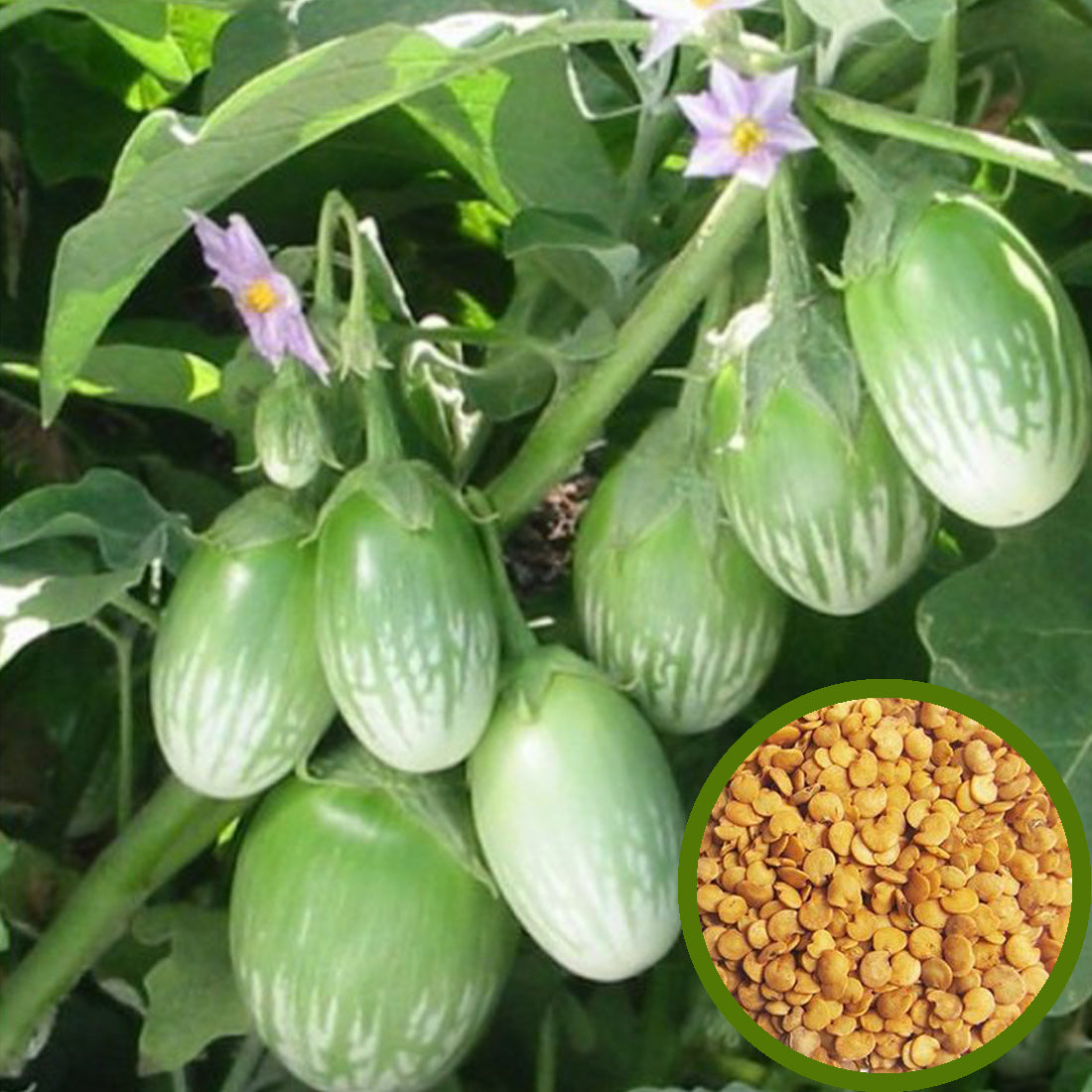 Green Eggplant Seeds - Round