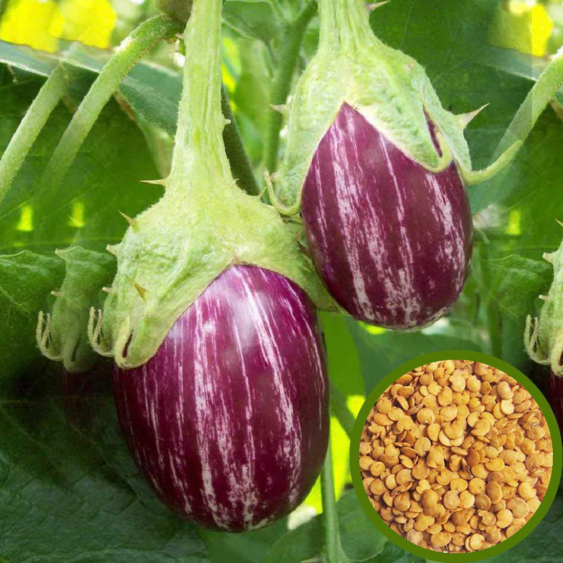 Purple Brinjal Seeds - Round