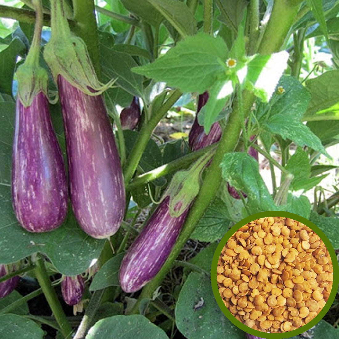 Purple Brinjal Seeds - Long