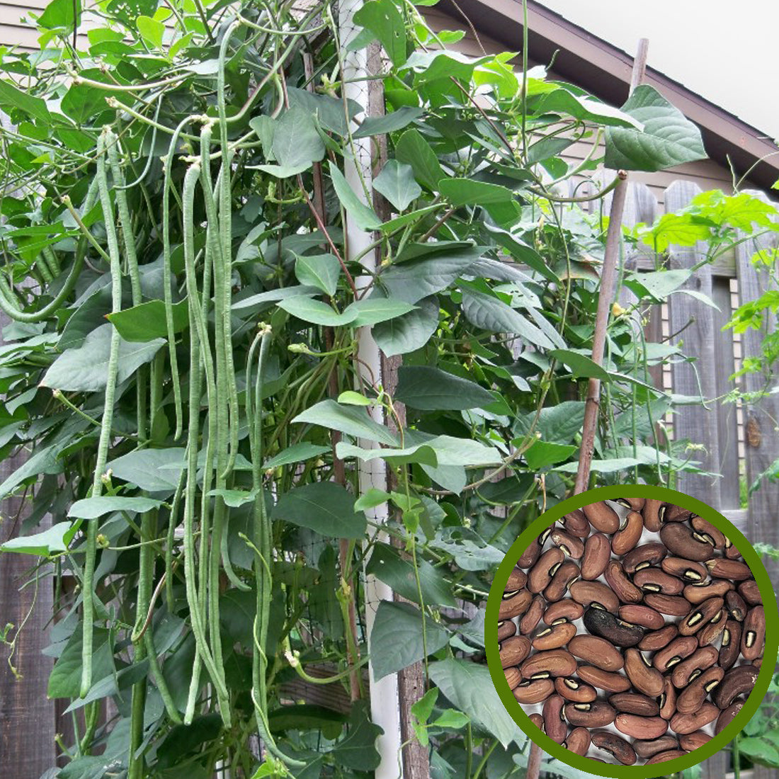 Long Beans Seeds