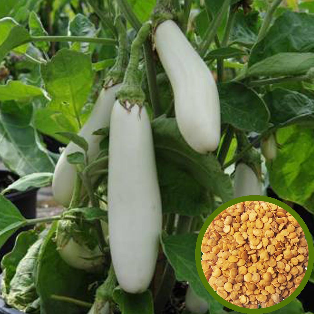 White Brinjal Seeds - Long