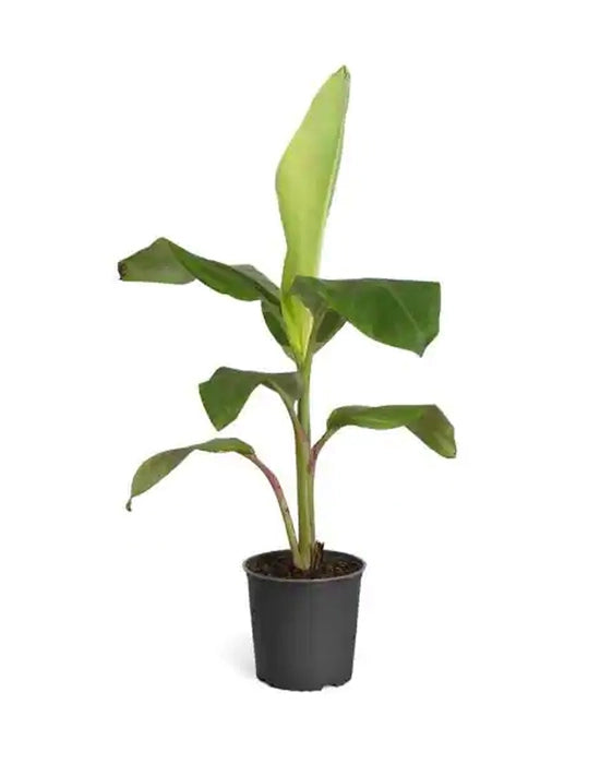 Elakki Banana Plant