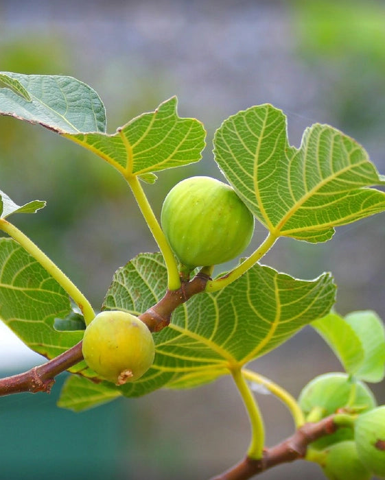 Fig Plant (Athi)