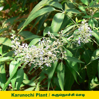 Vitex Negundo