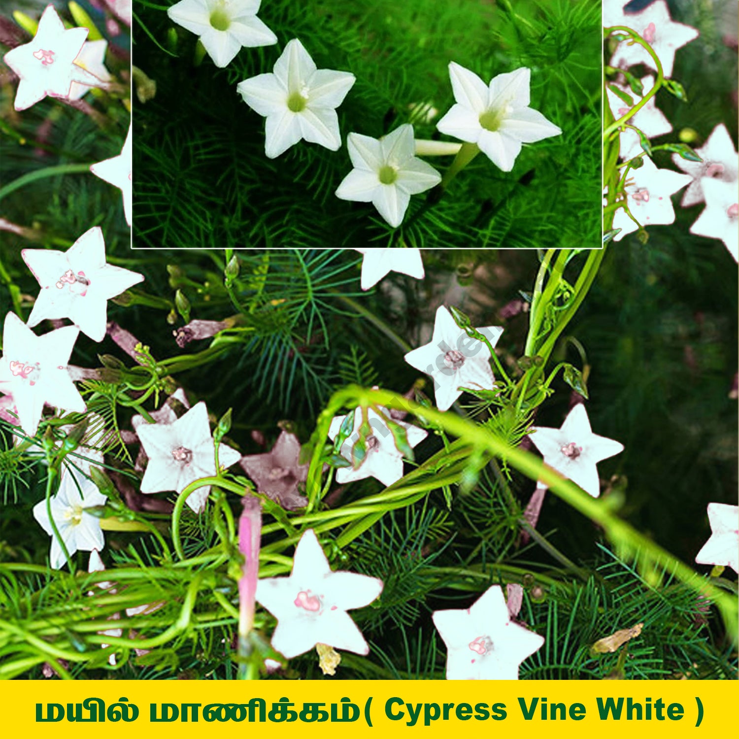 Cypress Vine Plant