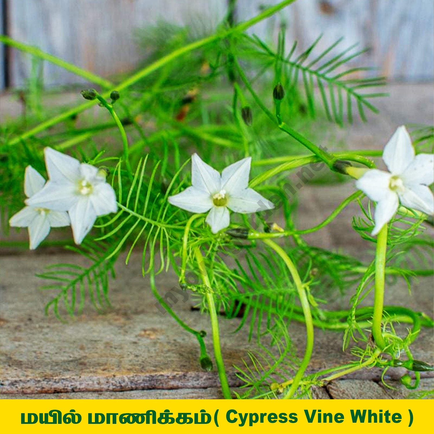 Cypress Vine Plant