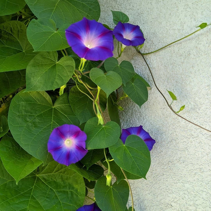 Morning Glory Plant