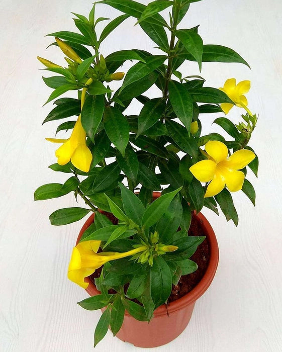 Alamanda Plant (Not Creeper)