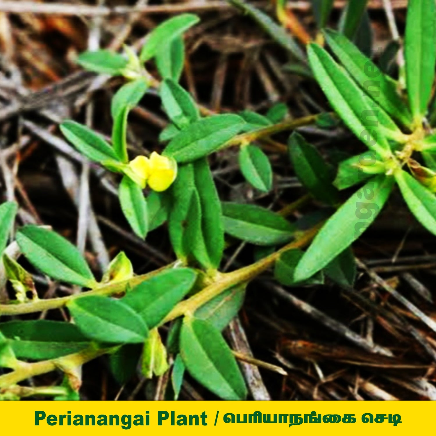 Polygala elongata