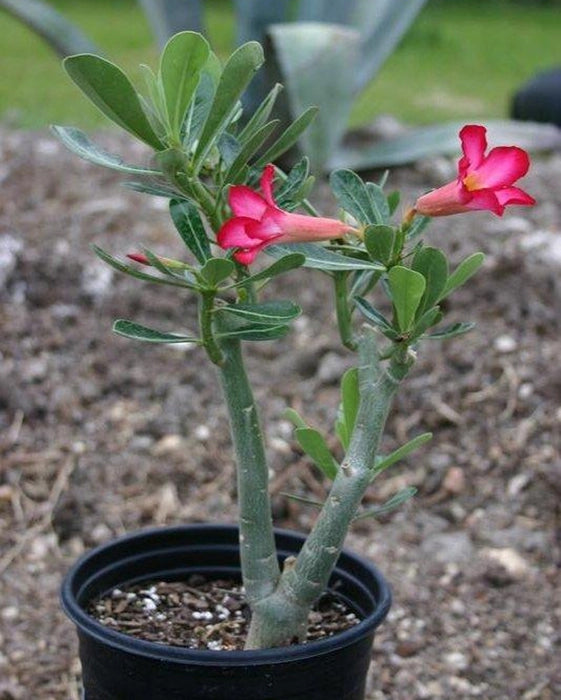 Adenium Plant - Pink