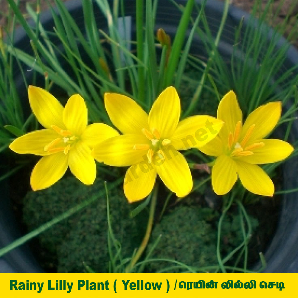 Rain Lily Plant - Yellow Colour