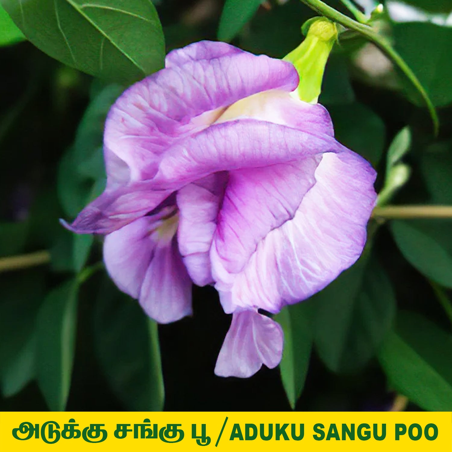 Sangu Poo Plant Layer  - (Pinky Purple)