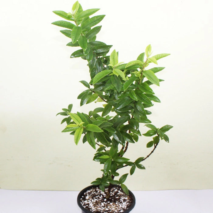 Seeni Guava Plants