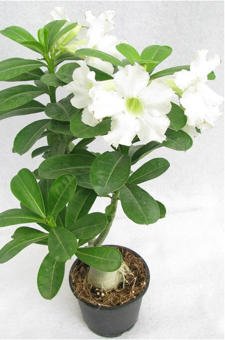 Adenium Plant - White